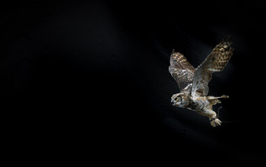 Ferruginous hawk bird in flight with spread wings