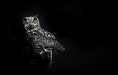 Portrait of a owl perched on person's hand