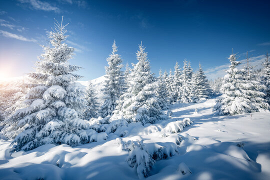 Frosty day in snowy coniferous forest. Location place Carpathian mountains, Ukraine.