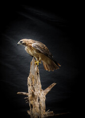 Ferruginous hawk bird perching on tree trunk