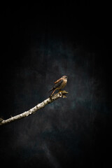 Ferruginous hawk perching on tree branch