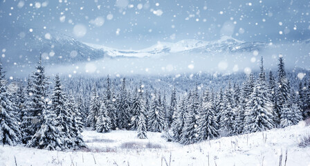 Spectacular winter landscape with snowy spruces on a frosty day.