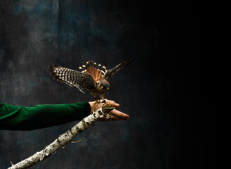 Ferruginous hawk on his trainer's hand