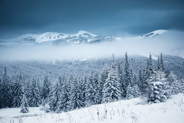 Spectacular winter landscape with snowy spruces on a frosty day.