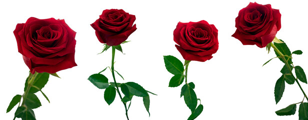 Open bud of a red rose flower with stem and leaves close-up in daylight in different angles on a white background
