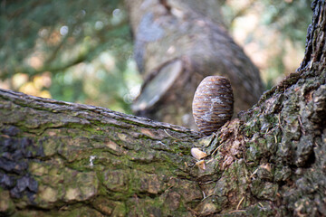 pinecone on a tree