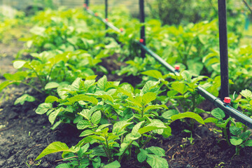 Field of green potato bushes. Rows on Potato field with green bushes. potato bushes in the garden. Automatic watering in a potato field