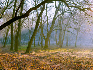 Misty Autumn forest. Magical atmosphere in the park. Late Autumn with sunshine. Beautiful nature for background.