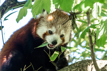 The red panda, Ailurus fulgens, also called the lesser panda.