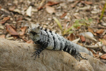 Gray lizard with black stripes posing on the roots of a tree