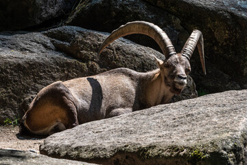 Male mountain ibex or capra ibex on a rock