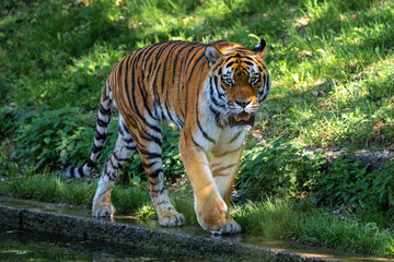 The Siberian tiger,Panthera tigris altaica in a park