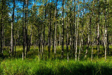 Beautiful forest panorama, close to Baltic See, Slowinski National Park, Poland