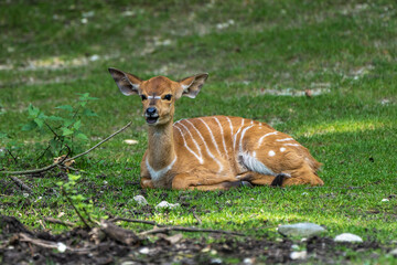 Baby Nyala Antelope - Tragelaphus angasii. Wild life animal.