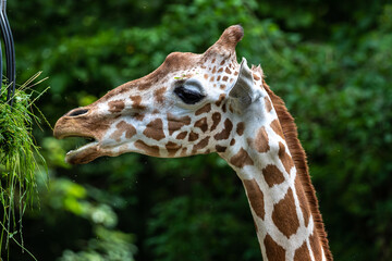 Fototapeta na wymiar The giraffe, Giraffa camelopardalis is an African mammal