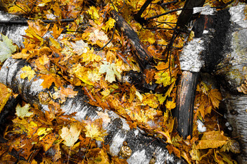 View of autumn leafs