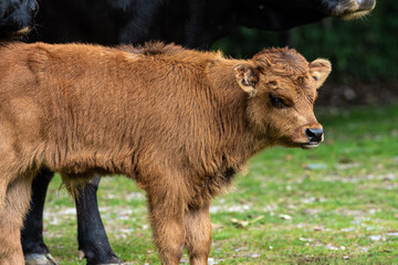 Baby Heck cattle, Bos primigenius taurus or aurochs in the zoo