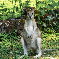 The agile wallaby, Macropus agilis also known as the sandy wallaby