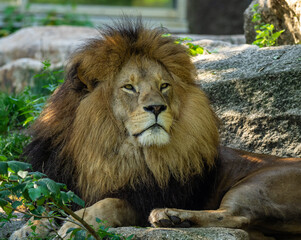 The lion, Panthera leo is one of the four big cats in the genus Panthera