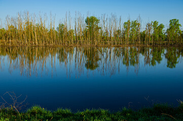 Water in the river and trees of deciduous forest on a sunny day, rural season.