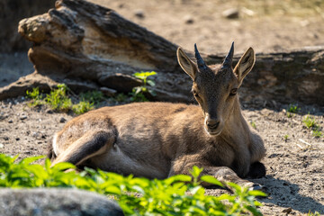 Male mountain ibex or capra ibex on a rock