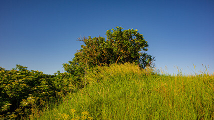 Blooming deciduous trees on a hillside, rural landscape.