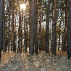 Trunks of pine trees in the forest and sun.