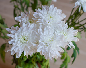 White chrysanthemum flowers on a wooden table background.