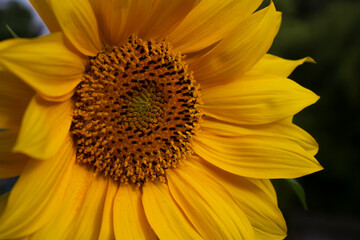 Close up of single sunflower head facing morning sun