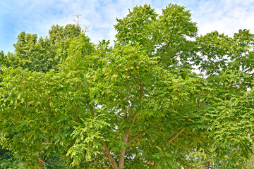 Islantolish nut (Siebold's nut) (Juglans ailantifolia Carriere). Crown of wood