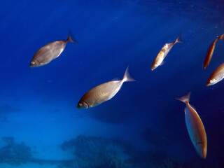 Tropical coral reef. Ecosystem and environment. Egypt. Near Sharm El Sheikh