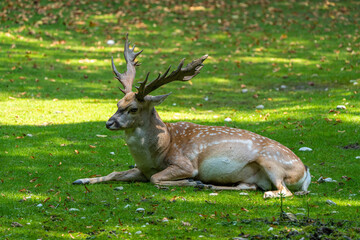 The fallow deer, Dama mesopotamica is a ruminant mammal