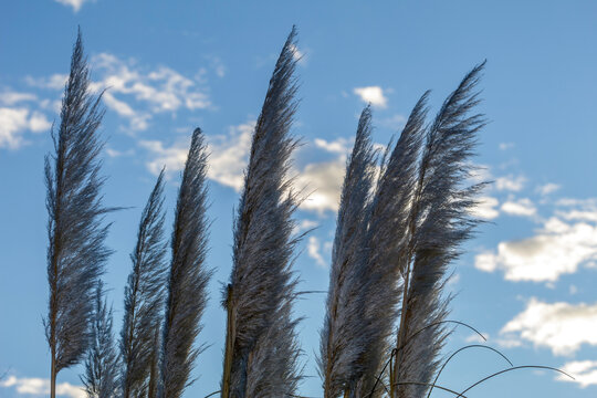 Cortaderia selloana (Gynerium or Pampas Grass) is a perennial herbaceous plant of the grasses, with a compact shrub habit and fast growth.