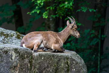 Male mountain ibex or capra ibex on a rock