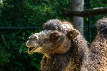 Bactrian camel, Camelus bactrianus in a german park