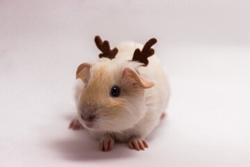 Christmas guinea pig dressed as reindeer