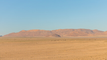 Fototapeta na wymiar Group of Namib desert wild horses in a beautiful landscape, Aus, Namibia.