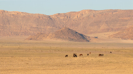 Fototapeta na wymiar Group of Namib desert wild horses in a beautiful landscape, Aus, Namibia.