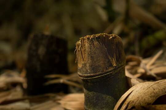 Bambu Cortado na diagonal em meio as folhas secas no ch&atilde;o