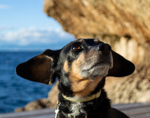 A beautiful and small shiny fur black dachshund wiener sausage dog enjoying the shore coast sea in Mallorca island balearic spain during the golden hour on a warm sunny day with selective focus portra