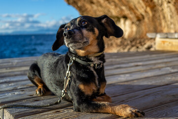 A beautiful and small shiny fur black dachshund wiener sausage dog enjoying the shore coast sea in Mallorca island balearic spain during the golden hour on a warm sunny day with selective focus portra