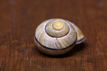A simple snail shell lies on the table