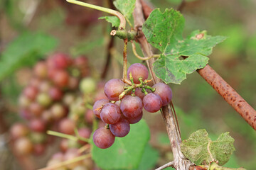 red grapes on a vine