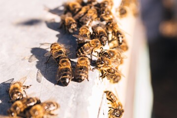 selective focus of a set of bees perched in their hive