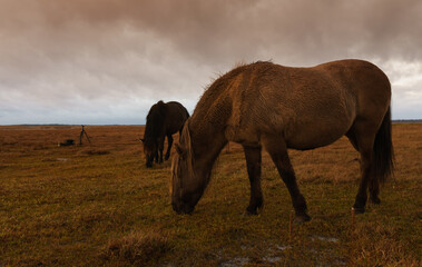 Wild Horses, golden hour in the nature reserve. Engure