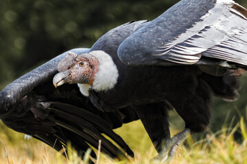 Der Kondor aus den Anden läuft über den Boden, Andenkondor, vultur gryphus