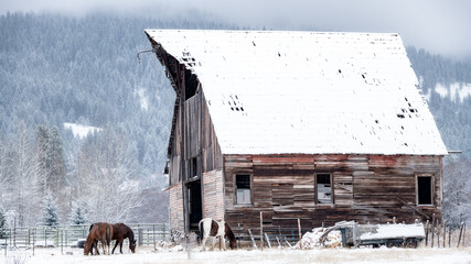 Three Horses in winter in a pasture with an old barn