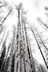 Super tall Aspen trees in winter against a gray sky