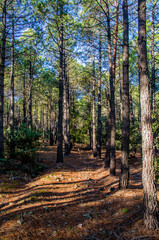 Otoño en Castilla La Mancha, España