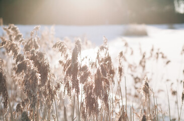Dry marsh reeds on a lake on frosty winter day, pampas grass. Backlight sunlight and snow. Neutral colors natural background. Minimalistic concept